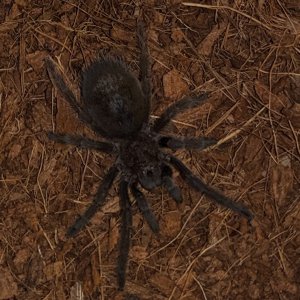 G.pulchra~2.jpg