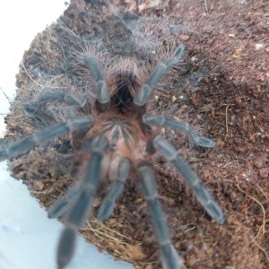 Pamphobeteus sp. Costa