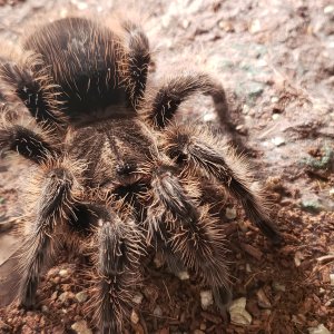 Tliltocatl albopilosum Honduran