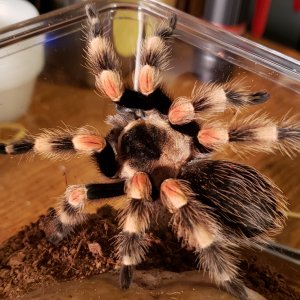 Brachypelma hamorii