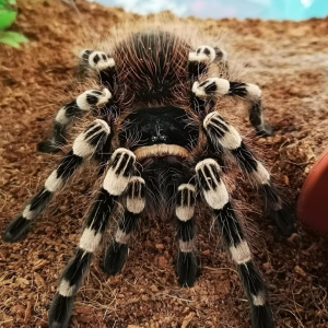 A. geniculata - Maisa