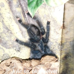 Avic sp. blue velvet