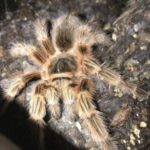 Immature female Rosea