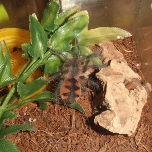 Pamphobeteus sp. machala - Ibarra