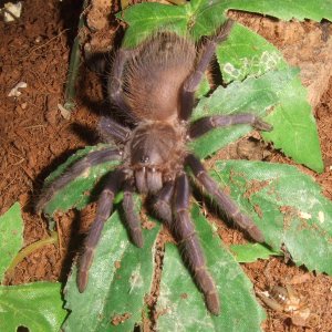 Phormictopus atrichomatus - Taino