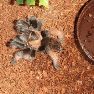 Brachypelma emilia - Chiquito