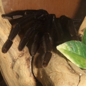 Lampropelma sp. Borneo Black - Sable