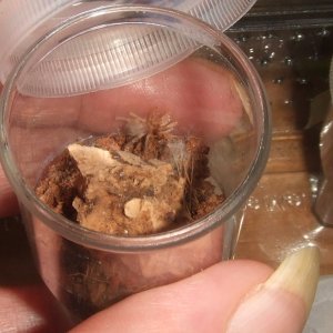 Aphonopelma hentzi - Navarro