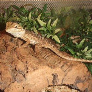 Pogona vitticeps - Kobi