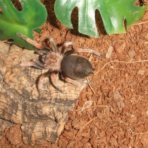 Brachypelma boehmei  -  Pachuca