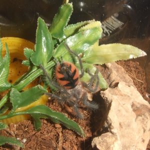 Pamphobeteus sp. machala - Ibarra