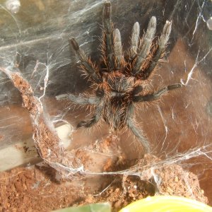 Plesiopelma longisternale - Toba