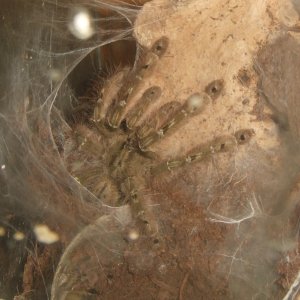 Stromatopelma calceatum - Sahara