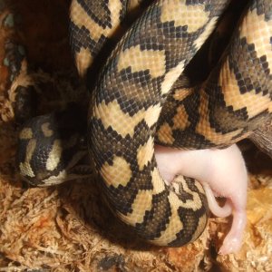 Morelia spilota (Coastal Carpet Python)