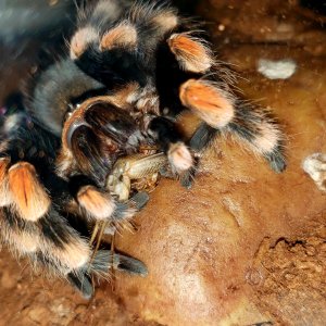 Female redknee