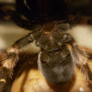 Ventral smithi