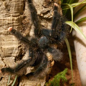 Avicularia "metallica"