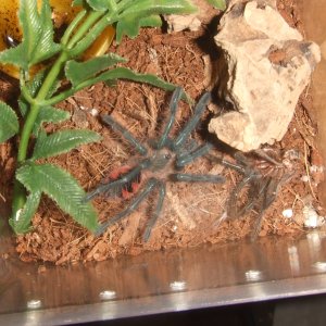 Pamphobeteus sp. machala - Ibarra