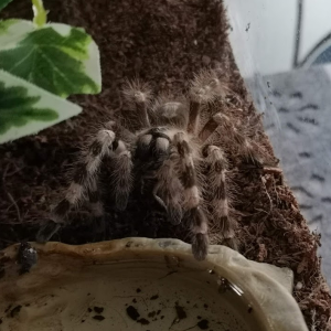 P. tigrinawesseli (F)