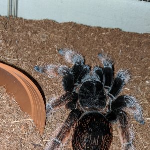 Brachypelma klassi