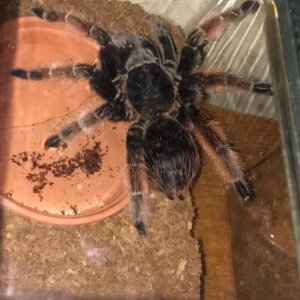 Brachypelma klassi