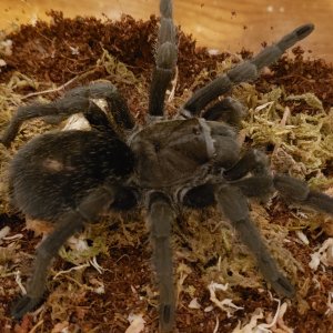 G. pulchra