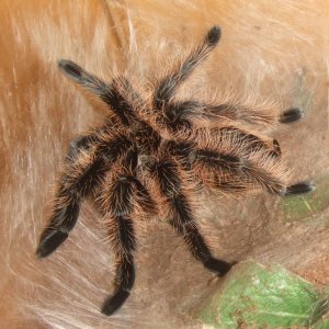 Tliltocatl albopilosum Honduran - Tinto