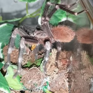 MM N. chromatus doing night snack yoga