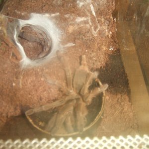 Chilobrachys huahini - Chiang Mai