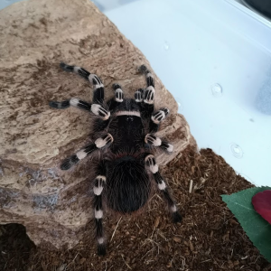 A. geniculata female, Maisa