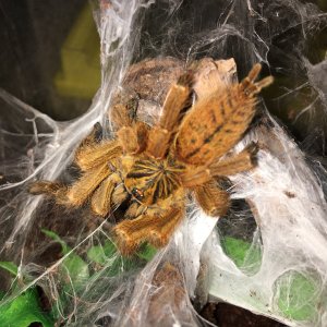 Obt