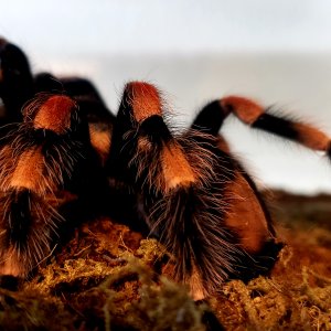 Smithi