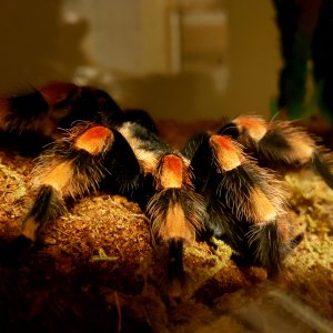 Smithi