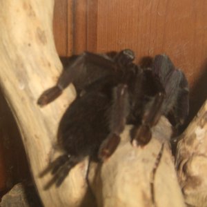 Lampropelma sp. Borneo Black - Sable