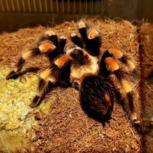 Male smithi