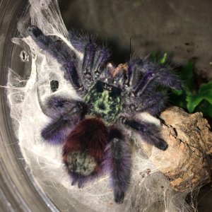 C Versi recently molted