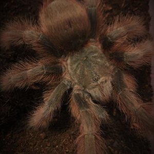 N. tripepii