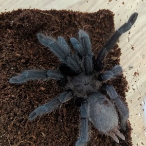 Chilobrachys Kaeng Krachan AF