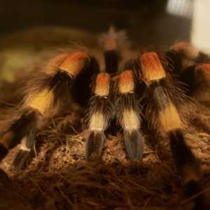 Male smithi