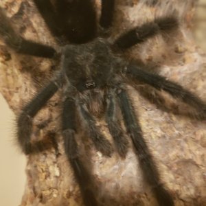 Avicularia male