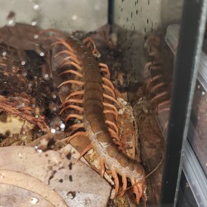 Scolopendra dehaani