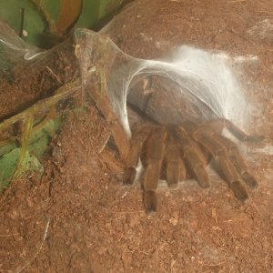 Chilobrachys huahini - Chiang Mai