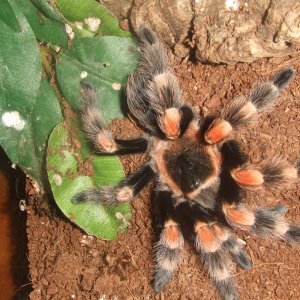 Brachypelma hamorii - Pico