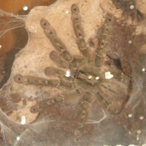 Stromatopelma calceatum - Sahara
