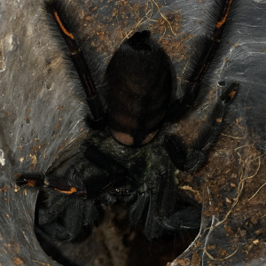 Psalmopoeus Irminia