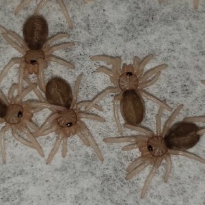 Psalmopoeus reduncus