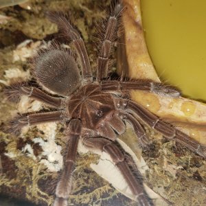 New male stirmi