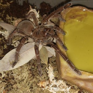 Female stirmi #2