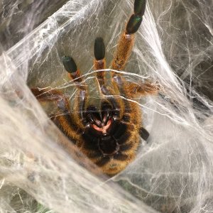 Happy obt