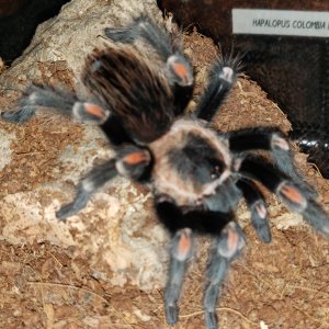 Brachypelma auratum